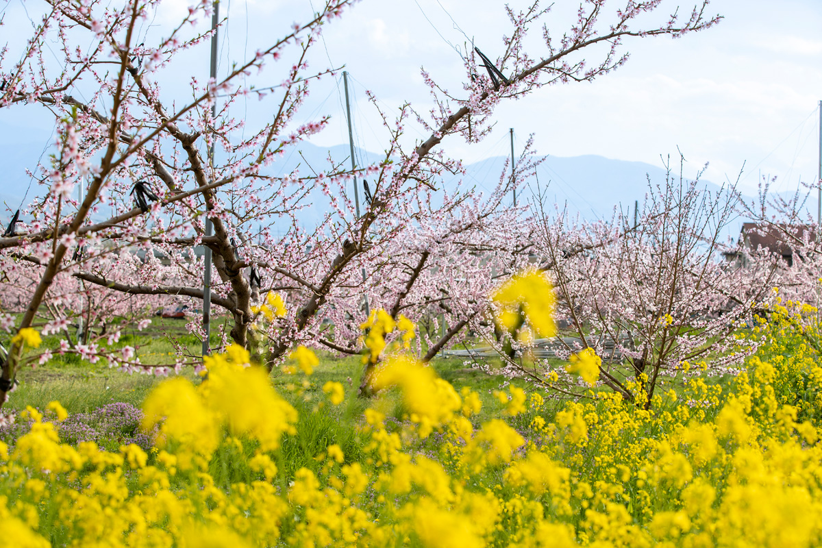 桃の花と菜の花