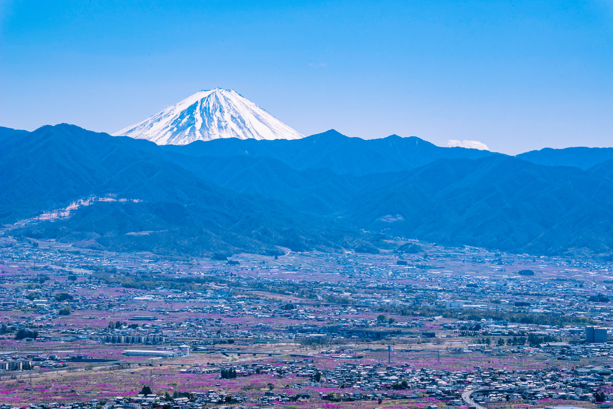 富士山と桃の花