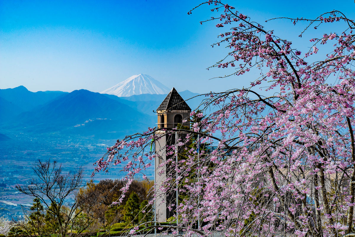 富士山と桜